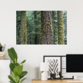 Bossen, Sequoia en Sequoia met reuzenbomen Poster (Thuiskantoor)