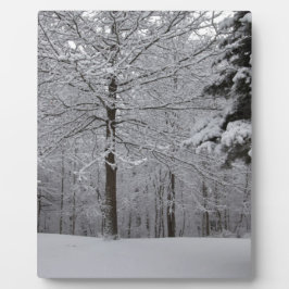 Bossen-Uitzicht Fotoplaat