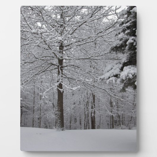 Bossen-Uitzicht Fotoplaat (Voorkant)