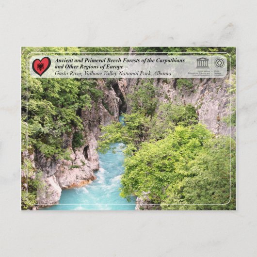 Bossen van beuken van de Oudheid en de Primeval -  Briefkaart (Voorkant)