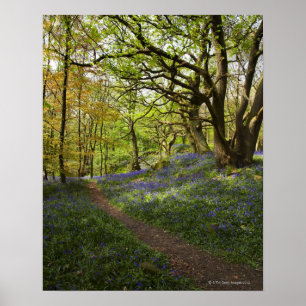 Bossen van de lente poster