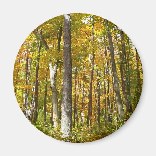 Bossen van geelbladeren Autumn Landschap Magneet (Voorkant)