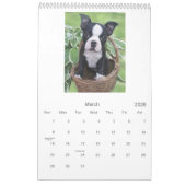 Boston Babies Kalender (Mar 2026)