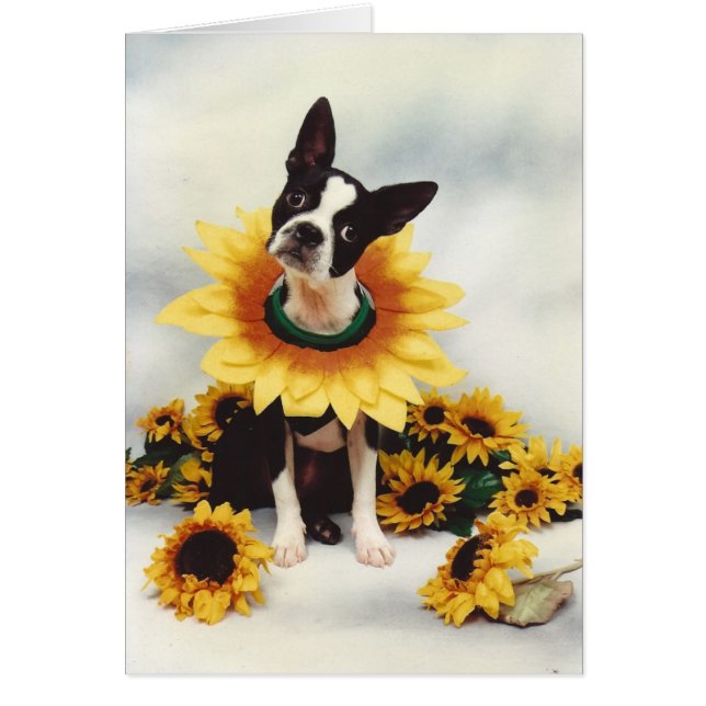 Boston Bull Terrier Dog (Voorkant)