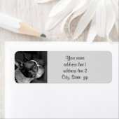 Boston dooder etiket (Insitu)