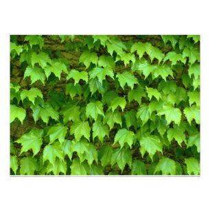 Boston Ivy Foto Afdruk