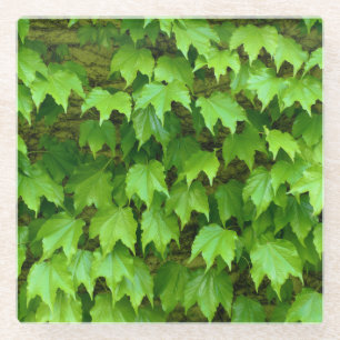 Boston Ivy Glazen Onderzetter