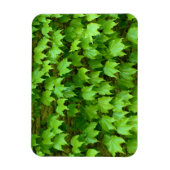 Boston Ivy Magneet (Verticaal)