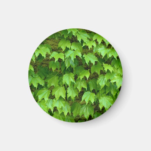 Boston Ivy Magneet (Voorkant)