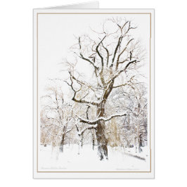 Boston Public Garden