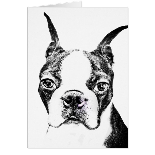 Boston Terrier (Voorkant)