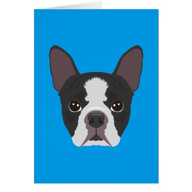 Boston Terrier (Devant)