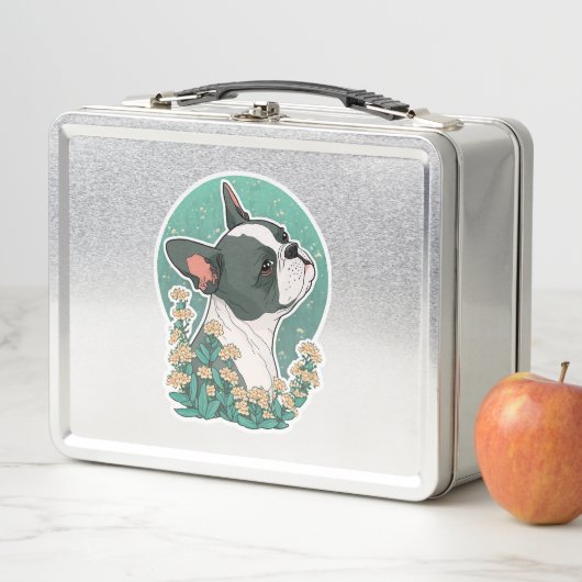 Boston Terrier (In situ)