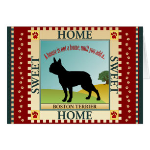 Boston Terrier