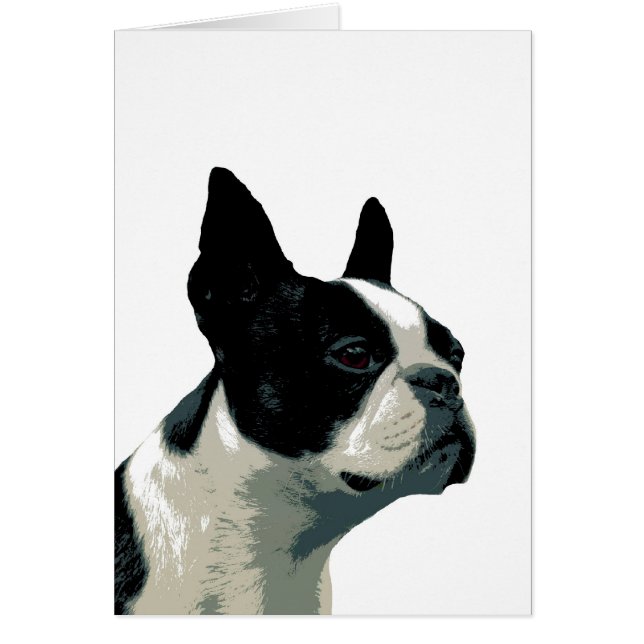 boston terrier (Devant)