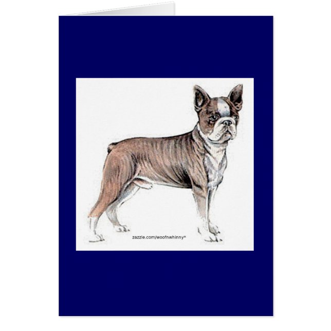 Boston Terrier (Devant)