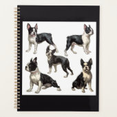 Boston Terrier (Devant)