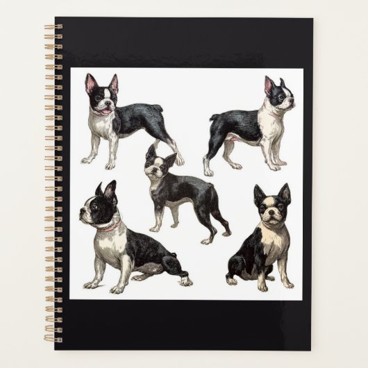 Boston Terrier (Devant)