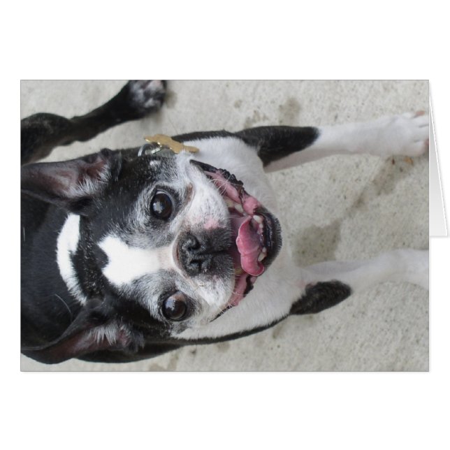 Boston Terrier (Devant horizontal)
