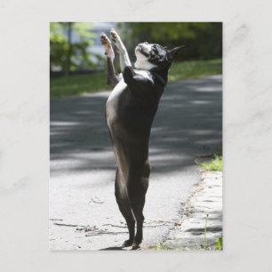Boston Terrier 2 Briefkaart