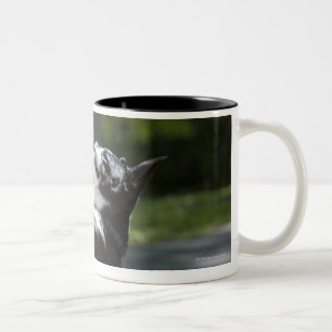 Boston Terrier 2 Tweekleurige Koffiemok
