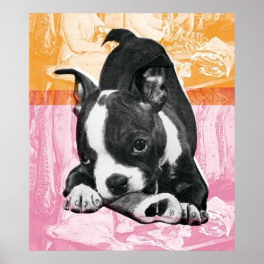 Boston Terrier - affiche (Devant)