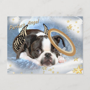 Boston Terrier Angel Kleding en geschenken Briefkaart