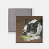 Boston Terrier avec balle de tennis - Magnet photo (Recto/Verso)