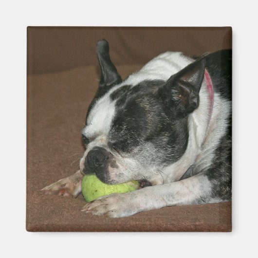 Boston Terrier avec balle de tennis - Magnet photo (Devant)