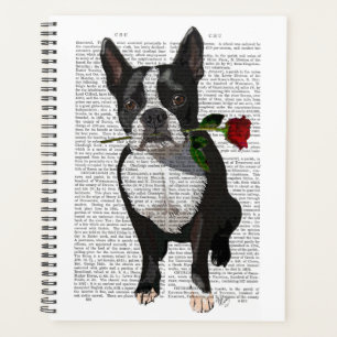 Boston Terrier avec Rose dans la bouche