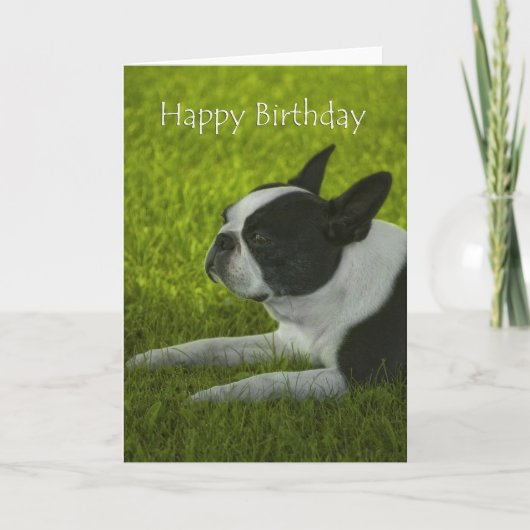 Boston Terrier Birthday Kaart (Voorkant)