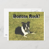 Boston Terrier:  Bostons Rock Briefkaart (Voorkant / Achterkant)