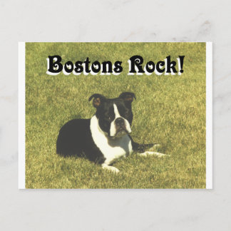 Boston Terrier:  Bostons Rock Briefkaart