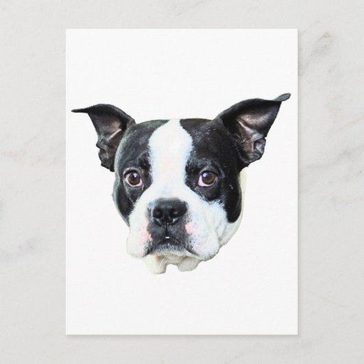 Boston Terrier Briefkaart (Voorkant)