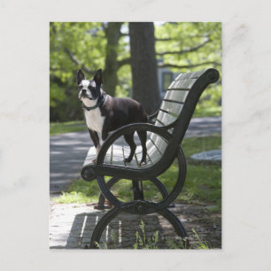 Boston Terrier Briefkaart