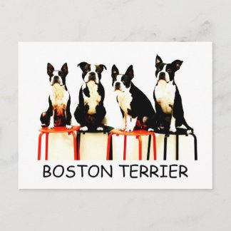 BOSTON TERRIER BRIEFKAART