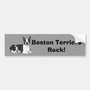 Boston Terrier Buddies Bumpersticker