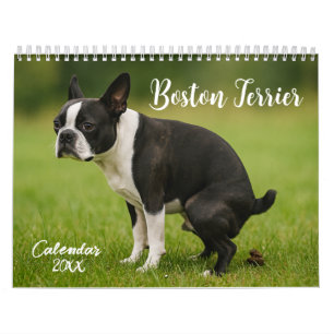 Boston Terrier calendrier 2026