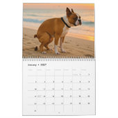 Boston Terrier calendrier 2026 (Jan 2027)