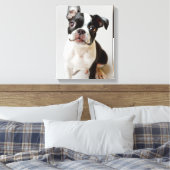 Boston Terrier Canvas Afdruk (Insitu (Slaapkamer))