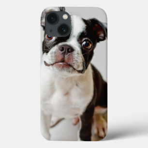 Boston Terrier iPhone 13 Hoesje
