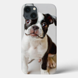 Boston Terrier iPhone 13 Hoesje