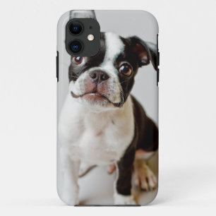 Boston Terrier iPhone 11 Hoesje