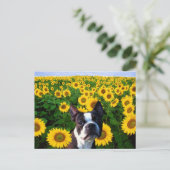 Boston Terrier dans Sunflowers carte postale (Debout devant)