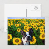 Boston Terrier dans Sunflowers carte postale (Devant / Derrière)