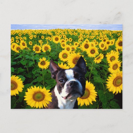 Boston Terrier dans Sunflowers carte postale (Devant)