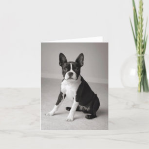 Boston Terrier die de Kaart van de Nota zitten