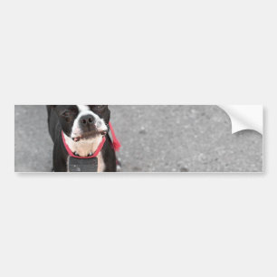 Boston Terrier Dog Bumpersticker