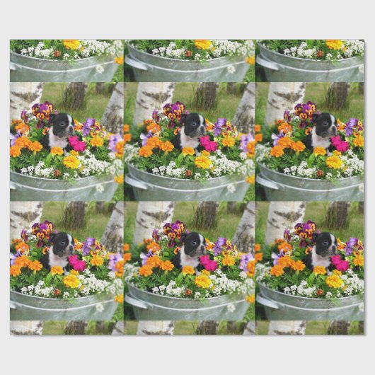 Boston Terrier dog Cadeaupapier (Vlak)