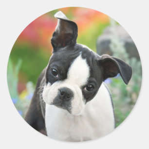 Boston Terrier Dog Cute Puppy Animal Head Foto - Ronde Sticker